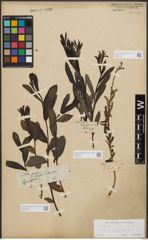 Foto von Salix purpurea L.